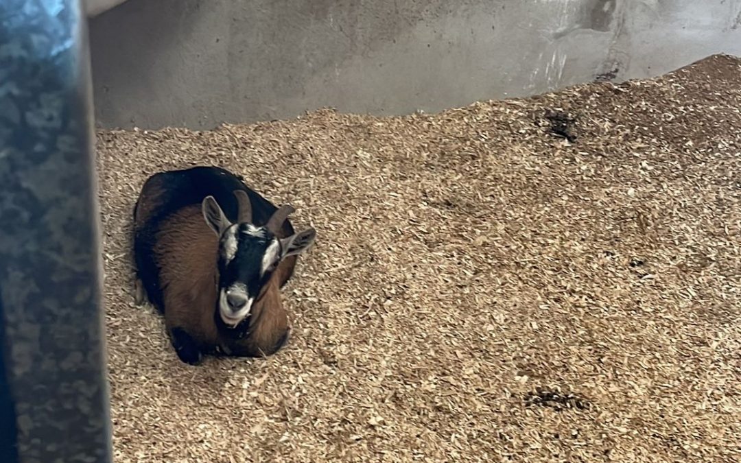 Pregnant goat you say?