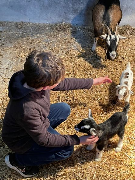 Goats have arrived!