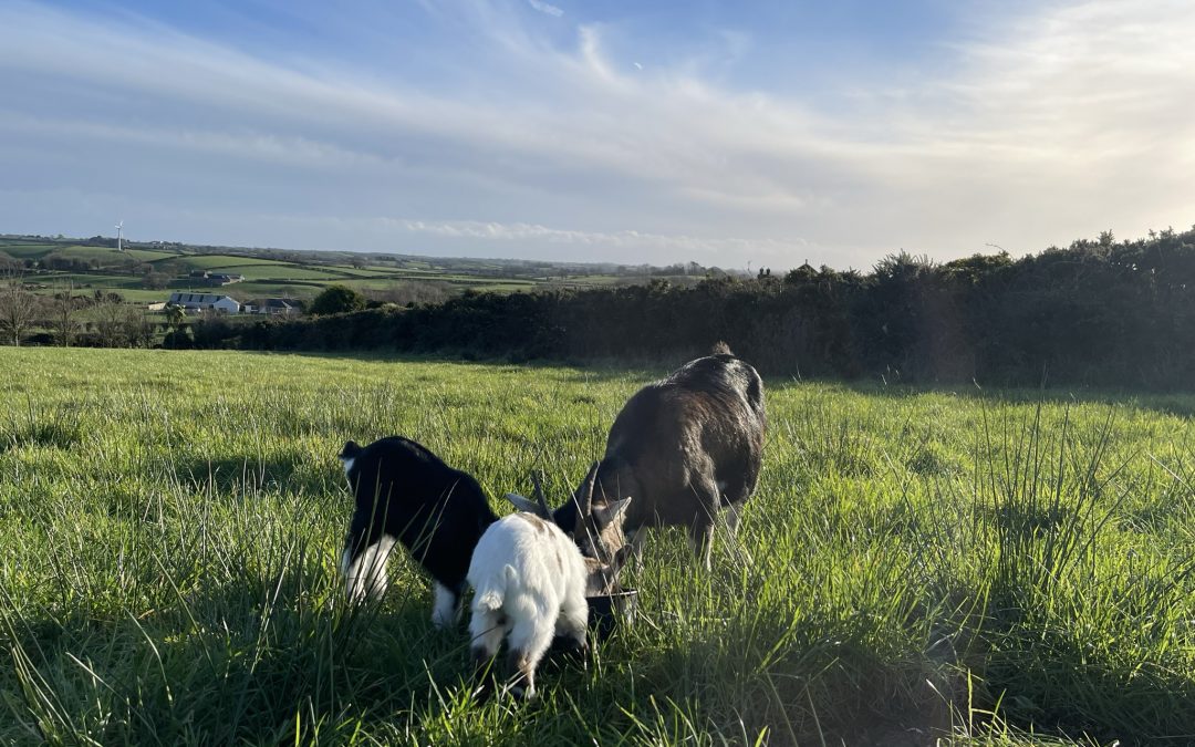 More goats!